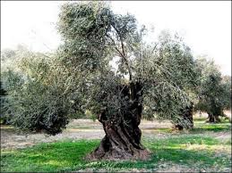 Yüz Yıllık Tarihi Zeytin Ağaçları